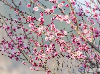 组图 | 利川：天晴赏花正当时