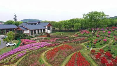 花花接力，武汉这里仿佛误入莫奈花园！