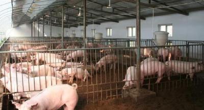 仔猪水肿病要怎么治疗好？