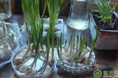 水培大蒜的种植方法