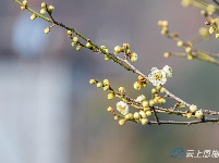组图 | 利川：天晴赏花正当时
