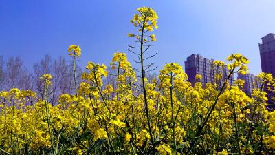 本周开启升温模式，湖北多地将突破20℃！