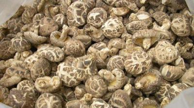 香菇春季管理要点