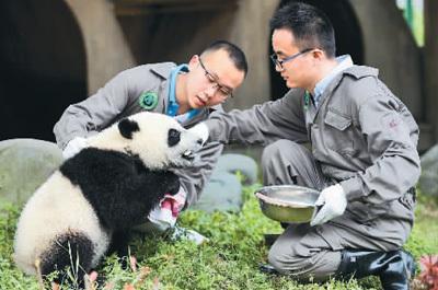 大熊猫保护激发“伞护效应” 