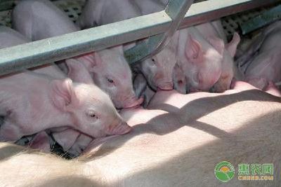 为什么要给仔猪剪牙？小猪不剪牙可不可行？