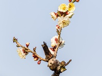 组图 | 利川：天晴赏花正当时