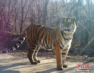 老虎进村、大象北上……中国的野生动物为何活跃了？