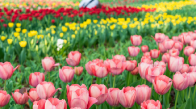 80万株郁金香齐开放！武汉植物园变身花花世界