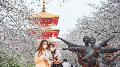 樱花季会因降雨提前结束吗？专家：雨后还有这些樱花看