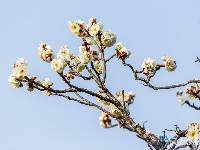 组图 | 利川：天晴赏花正当时