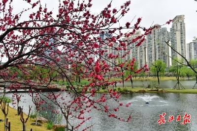 长江云 52→48→47→30→6→0，武汉湖泊的美丽蝶变就藏在这串“密码”里