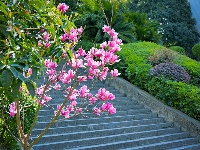 组图｜峡江春意浓，玉兰争艳时！