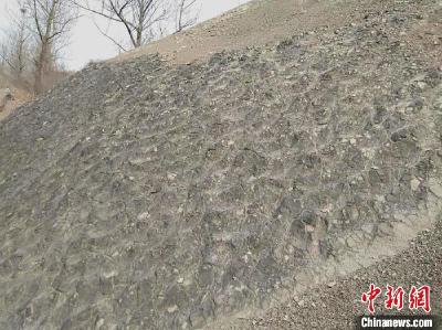 “中国龙城”诸城发现罕见早白垩世恐龙遗迹化石