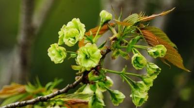 麒麟、杨贵妃步入盛花期，有种绿色晚樱东湖樱园只有一棵