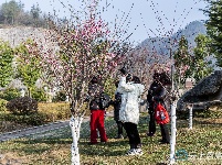 组图 | 利川：天晴赏花正当时