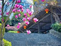 组图｜峡江春意浓，玉兰争艳时！