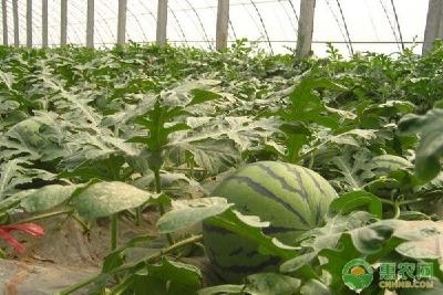 春季露地西瓜的栽培管理要点