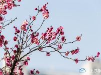 组图 | 利川：天晴赏花正当时