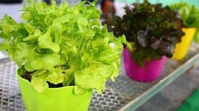 阳台种菜如何选择合适的菜盆？