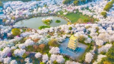 今年春天，东湖樱花粉连绵520亩至湖岸