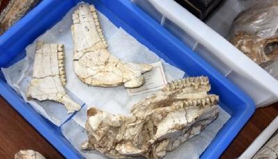 研究发现：1150万年前渭河古三趾马为亚欧大陆最早