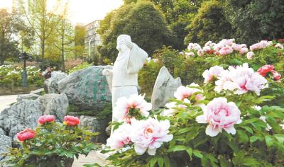 今日开园！新增了1万多株牡丹→