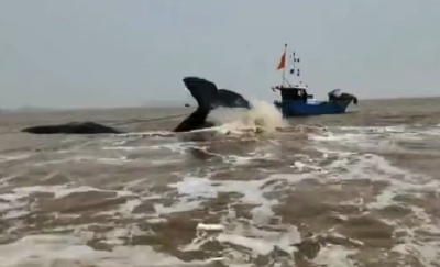 一头抹香鲸在宁波象山石浦海域搁浅