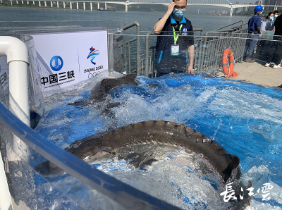 看“水中大熊猫”回家！湖北宜昌25万尾中华鲟放归长江