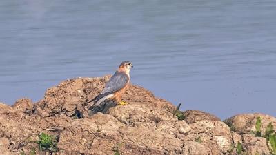沉湖湿地越冬季出现51种重点保护鸟类，新增鸟类4种