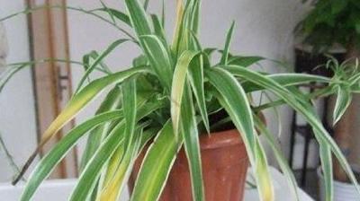 吊兰叶子发黄怎么回事？