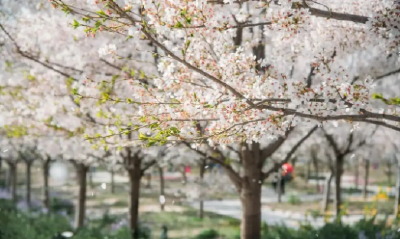 致敏花粉进入高峰期，敏感人群应该如何应对？