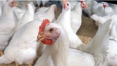 美国禽流感持续恶化 专家称可能导致供应链危机