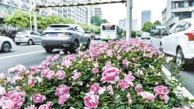 武汉今年上新50万株 美丽花儿蜿蜒到家门口
