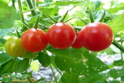 西红柿常见病虫害及防治方法