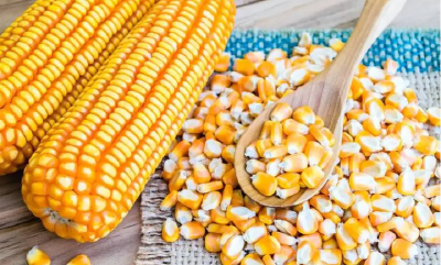 下大气力选育好放心种子