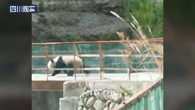 野生大熊猫下山过桥，官方：单身汉进入了求偶季！