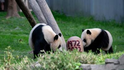 美国史密森学会国家动物园庆祝大熊猫抵美暨大熊猫项目50周年