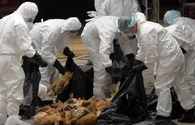 禽流感席卷美国20多州，2000万只禽鸟死亡，鸡蛋价格暴涨50%