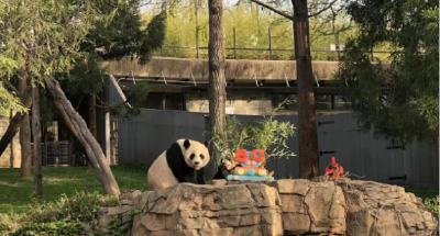 美国国家动物园举行大熊猫抵美50周年庆祝活动