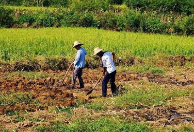 两部门：严禁以防疫为由不让农民下地