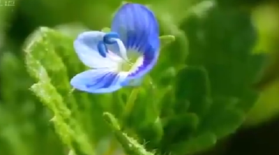 春天常见的小花都叫什么名？你最喜欢哪种？