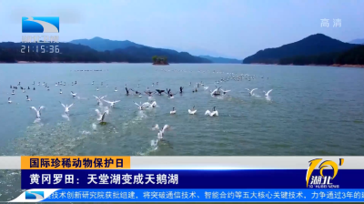 国际珍稀动物保护日 | 黄冈罗田：天堂湖变成天鹅湖