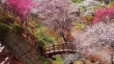 四月踏青！湖北部分景区优惠纳客