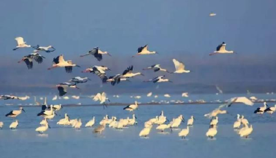2021年至2022年洞庭湖越冬水鸟逾40万只 刷新历史纪录