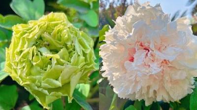 好特别！这里的牡丹你不一定见过