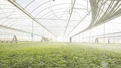 四月蔬菜种植管理指导意见