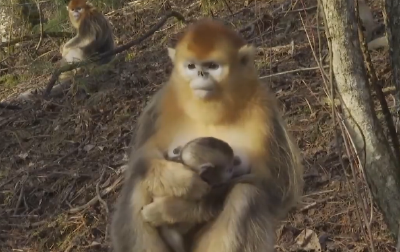 10天添7只金丝猴宝宝！神农架国家公园这项新纪录获央媒关注