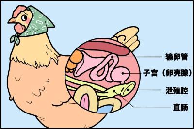 鸡蛋上最脏的东西可能被你吃进去了！