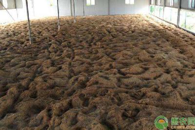 发酵床养鹅的优势及鹅舍建设