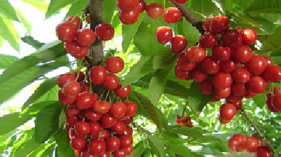 樱桃树夏季修剪方法介绍